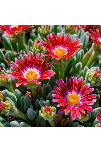 Делосперма червона ромашка 